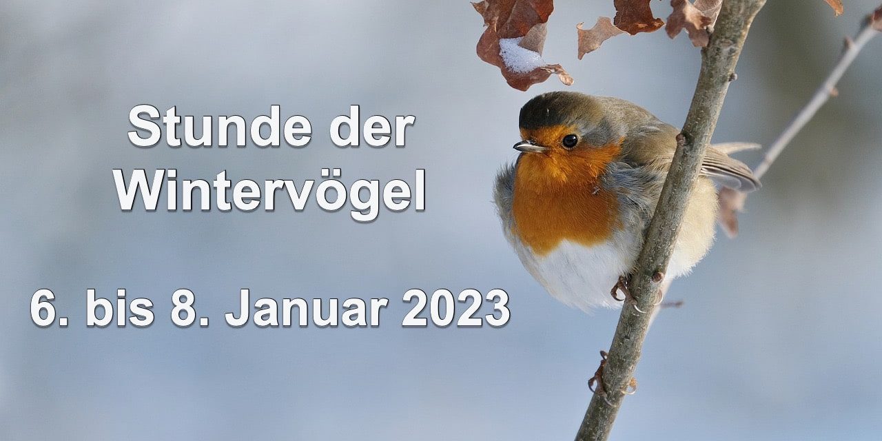 Mach mit! Stunde der Wintervögel 2023
