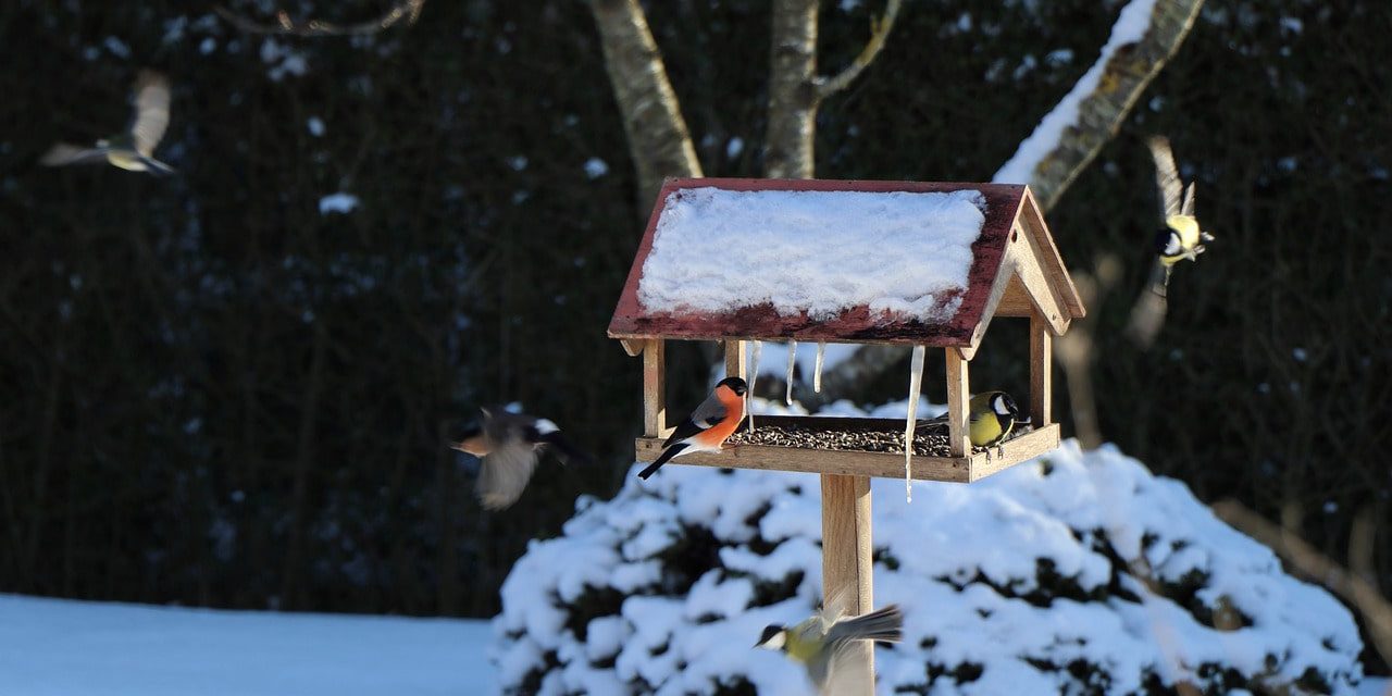 Winterfütterung: Vogelfutter selber machen