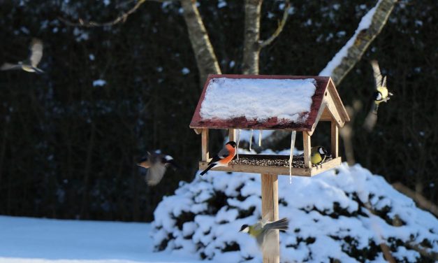 Winterfütterung: Vogelfutter selber machen
