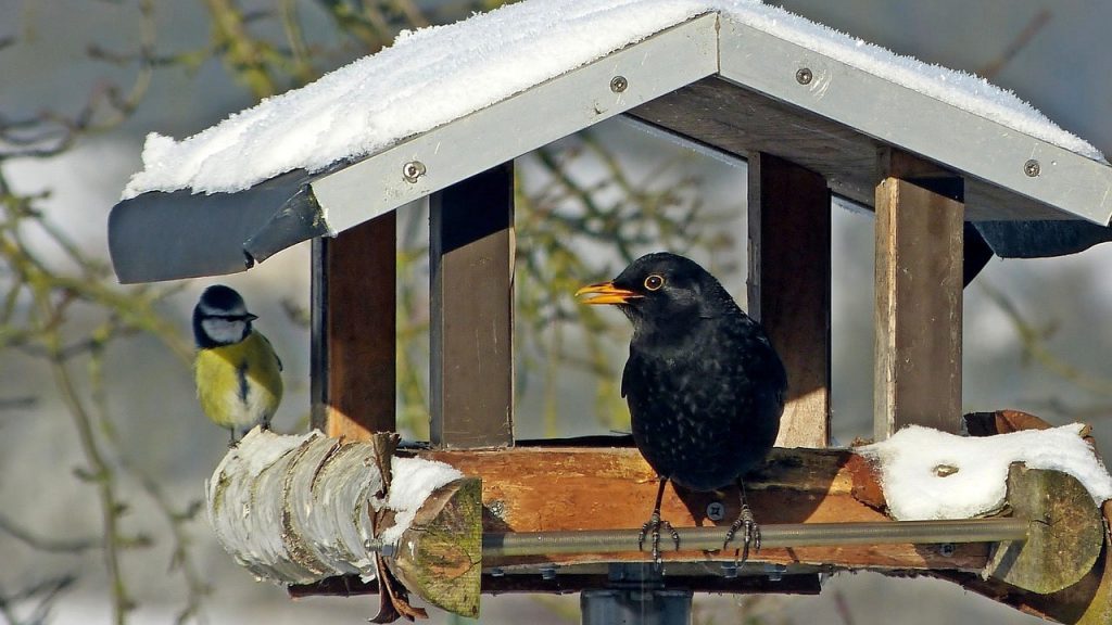 Vogelfutter im Vogelhaus mit Amsel
