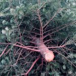 5+ Alternativen zum konventionellen Pestizid-Weihnachtsbaum