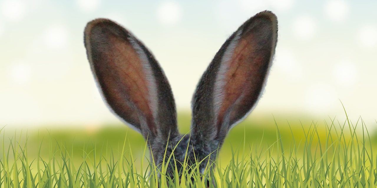 Hase goes green – feiere irre nachhaltig Ostern!