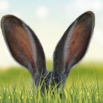 nachhaltig Ostern feiern - Hase goes green