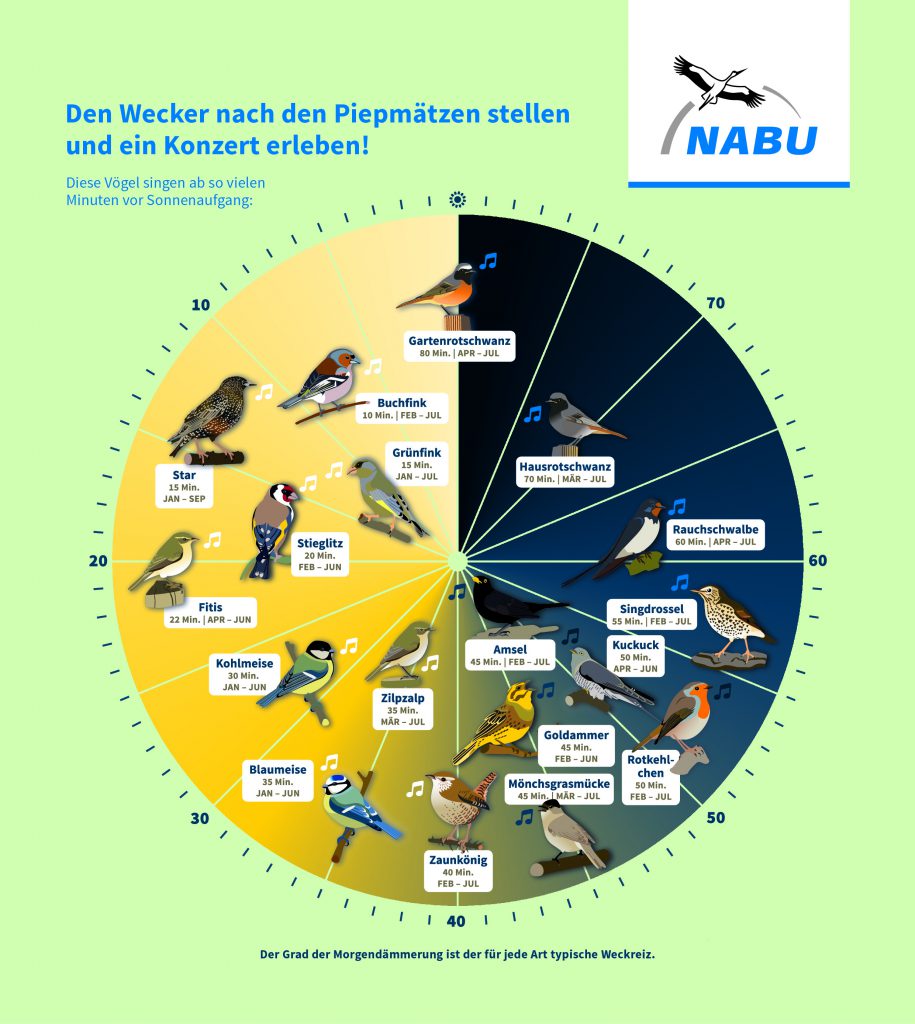 Vogelgesang Vogeluhr NABU Bundesverband