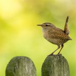 Vogelgesang: Der melodische Weckruf