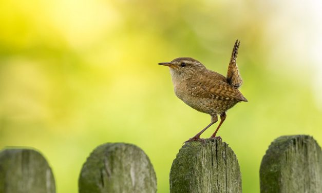 Vogelgesang: Der melodische Weckruf