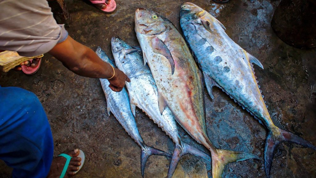 gefangener Thunfisch an Land auf Markt
