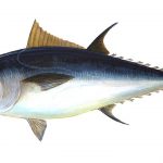 Thunfisch essen