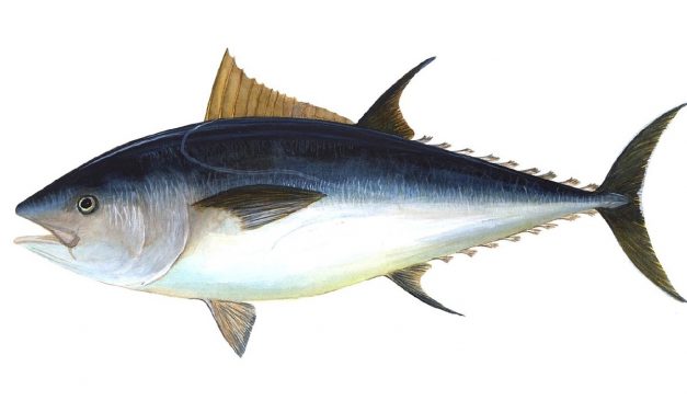 Nachhaltigkeit: Ist Thunfisch essen okay?